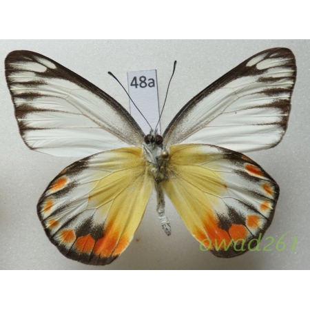 Delias periboea periboea Godart, 1819 Indonesia, Java48a